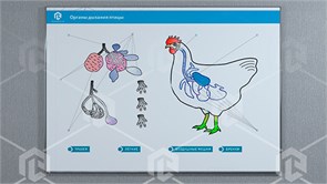 Стенд-планшет светодинамический "Изучение органов дыхания сельскохозяйственных животных" со сменными панелями