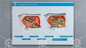 Стенд-планшет светодинамический "Изучение пищеварительной системы сельскохозяйственных животных" со сменными панелями