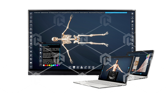 Интерактивный трёхмерный атлас анатомии человека "PL-Anatomy" версия Ultra Light ВМД-ИТАЧЛ-01 - фото 3090