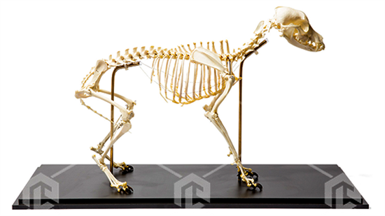 Макет масштабный  "Скелет собаки" (Canis lupus familiaris) Масштаб 1:1 ФСВ-СКСОБ-01 - фото 4035
