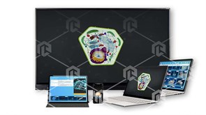 Интерактивное наглядное 3D пособие «Познание: Растения» ВИП-ПОРАС-01