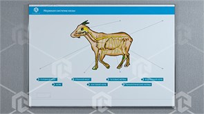 Стенд-планшет светодинамический "Изучение нервной системы сельскохозяйственных животных" со сменными панелями ФСВ-НССХЖ-01